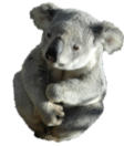オーストラリアの動物1